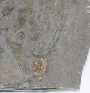 Eocrinoide, Gogia sp., Cambrium, Spence Shale, Box Elder County, Utah, USA-a472 - Foto 1 di 6