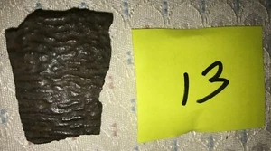 Fossilized Turtle Shell Fragment from Florida, Pleistocene Epoch (13) - Picture 1 of 3