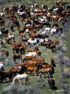 Póster Where's Waldo (color) Barry Hart impresión de bellas artes caballo rancho vaquero 26x34 - Imagen 1 de 1