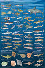 Sharks & Kin Sealife Mammals Educational Science Classroom Chart Poster 24x36