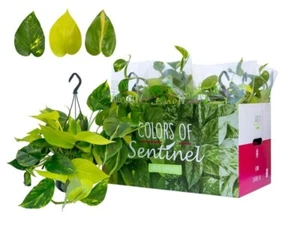 Epipremnum Pinatum Tricolore Ampel 45 cm Kletterpflanze mit schönem Blattschmuck - Bild 1 von 1