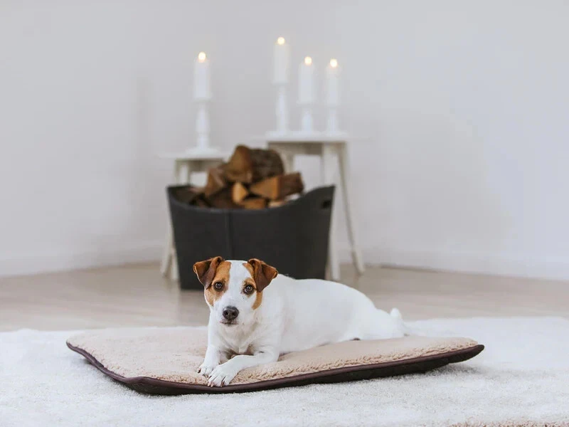 HYGGE PAD Hundematte Kuschelig Teddyfell Einlage fürs Kudde Bett & Unterwegs NEU - Bild 1 von 2