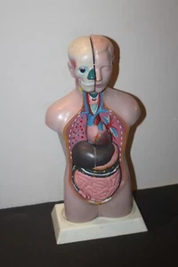 Vintage Anatomical Medical Models Torso and organs - Picture 1 of 8