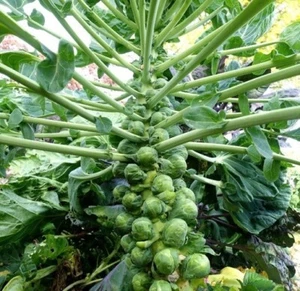 200+ Brussel Sprouts Catskill Seeds - NON-GMO - Picture 1 of 2