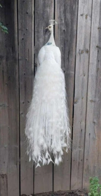 Impresionante Pavo Real Blanco (Pavo cristatus) Taxidermia Montaje en Pared Foto 1 de 4