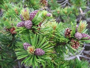 30 Dwarf Mugo Pine Tree Seeds to Grow Pinus mugo pumilio - Picture 1 of 3