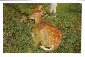 VTG Postcard Baby Fawn Spotted Deer - Picture 1 of 2
