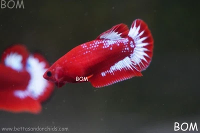 PREMIUM FEMALE VIP HELLBOY HMPK BETTA Fish:Live HMPK | BOM-A495 - Image 1 of 4