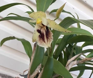 AU STOCK ORCHID COELOGYNE OVALIS PLANT 120MM POT 030-6 - Picture 1 of 6