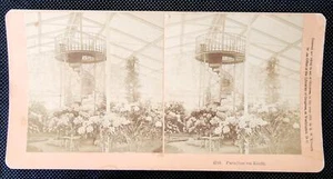 ANTIQUE Real Photo Kilburn Stereoview Paradise on Earth Kilburn Greenhouse - Picture 1 of 2