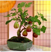 100pcs Rare Tropical Fig Seeds Mini Fig Tree Bonsai Plant seeds