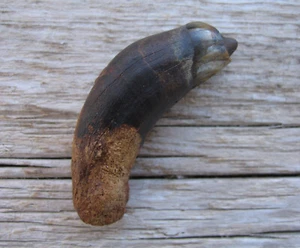 Real Nice 2" Fossil Tapir Canine Tooth w/ Full Root Florida Pleistocene Ice Age - Picture 1 of 6