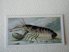 The White Fish Authority 1954 Cards Card Variants (e11)