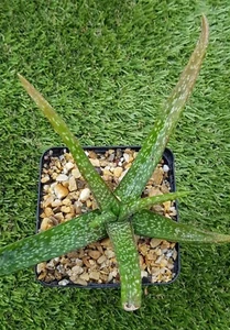 ALOE "Ellenbecki", Plant de 10cm de Ø! - Imagen 1 de 1