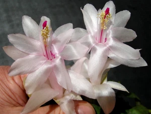 Zygo Cactus ." Snowball" Cuttings x 2 - Picture 1 of 7