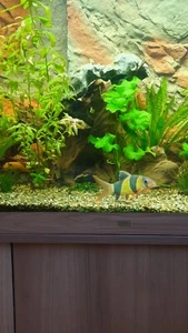 aquarium Juvel Rio 450 Komplett  - Bild 1 von 5