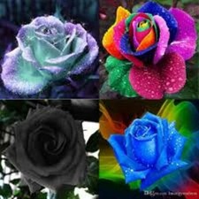 60 SEMI DI ROSE RARE 15 PER TIPO + OMAGGIO ALTRI SEMI + ISTRUZIONI......