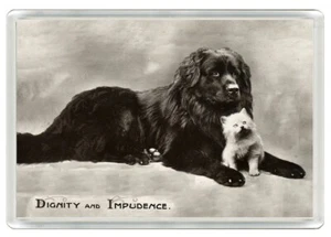 NEUFUNDLAND HUND UND KÄTZCHEN NIEDLICHER DRUCK ACRYL NEUHEIT KÜHLSCHRANKMAGNET TOLLES GESCHENK - Bild 1 von 1