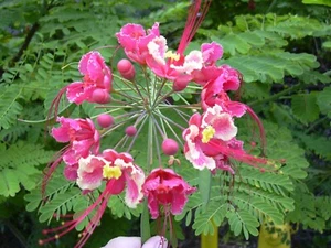 Caesalpinia Pulcherrima Pink 7 Seeds, Mexican Bird Of Paradise Small Shrub Tree - Picture 1 of 4