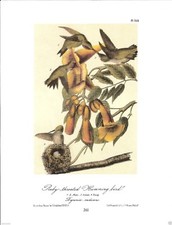 Ruby Throated Humming Bird Vintage Print Picture John James Audubon ABOA#261