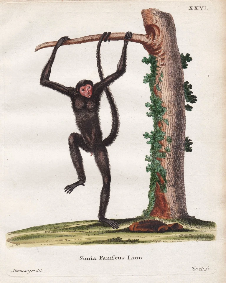 red-faced spider Rotgesicht Klammeraffe monkey ape Kupferstich engraving 1755 - Bild 1 von 1