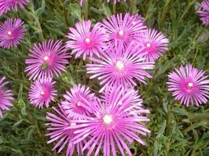 Mittagsblume*Pink* Große Pflanze Winterhart mehrjährig Kübelbepflanzung - Bild 1 von 4