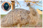 1 Fertile Emu Hatching Eggs (Chance For White or Blonde) SHIPS 24HR FROM LAYING