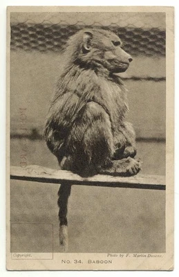 Zoological Society Of London Regent's Park Baboon No. 34 Postcard - Image 1 of 2