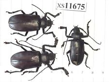 XS11675 Cerambycidae Lucanus insect beetle Coleoptera Vietnam