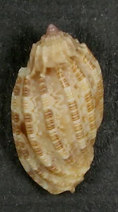 HARPA AMOURETTA CRASSA 26,66mm SUPER AUSWAHL SPECIMEN Guam - Bild 1 von 2