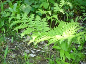4 Ostrich Fern Perennial Native Woodland Bare Root Shade Garden - Picture 1 of 2