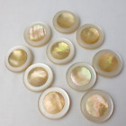 10 Shell Coat Buttons 30Mm Champagne/Pale Yellow Vintage(49751)
