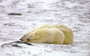 Arctic Polar Bear Cub Animal Postcard Photo New Cond C9 - Picture 1 of 1