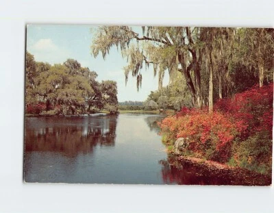 Postcard Middleton Gardens Charleston South Carolina USA - Image 1 of 2