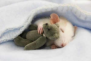 NIEDLICHE MAUS MIT TEDDY - Neue Mausmatte - TOLLES GESCHENK - GEHEIMER WEIHNACHTSMANN - Kostenloser Versand - Bild 1 von 1