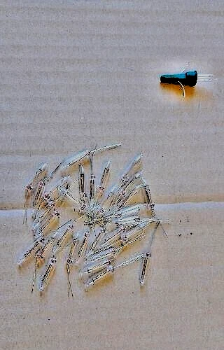 MARKLIN MÄRKLIN H0 :   30  LAMPADINE  16 VOLT - Immagine 1 di 1