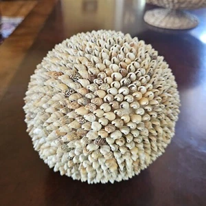 Concha Decorativa Orbe Náutico Mar Océano Playa Decoración Natural Orgánica Excelente 7" - Imagen 1 de 3
