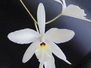 Laelia rubescens var. semi-alba Bloom size Mounted cork bark NICE SPECIES - Picture 1 of 2