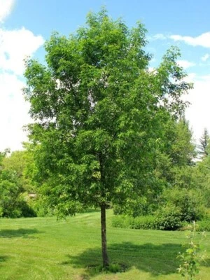 Green Ash Tree Fraxinus pennsylvanica 30 Seeds Cold Hardy Source Fast Growing - Image 1 of 4