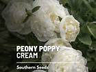 Peony Poppy, Cream  - 100 Seeds - Beautiful Large Flower (Papaver paeoniflorum)