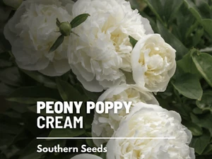 Peony Poppy, Cream  - 100 Seeds - Beautiful Large Flower (Papaver paeoniflorum) - Picture 1 of 9