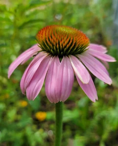Purple Coneflower | 25 Seeds | Echinacea Purpurea | Medicinal | Florida Native - Picture 1 of 9