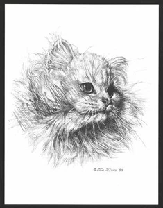 #326 WHITE PERSIAN CAT *  cat art print  *  pen & ink drawing by Jan Jellins - Picture 1 of 1
