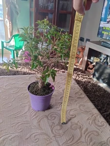 BONSAI BOUGAINVILLEA 37x15x10 - Picture 1 of 4