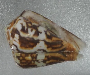 Conus Vexillum Sumatrensis Spezial - Bild 1 von 2
