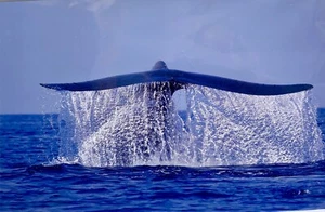 Blue Whale Photography Tom Way fine art wildlife Photographer - Picture 1 of 3
