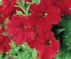 50 Pelleted Supercascade Red Petunia Seeds