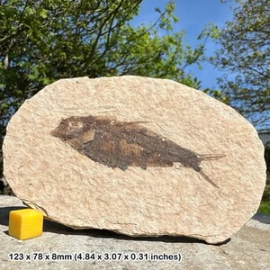 Knightia alta fossil fish in matrix – genuine eocene usa specimen – prehistoric - Picture 1 of 1