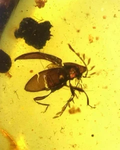Fósil birmano Burmita Cretácico ámbar escarabajo insecto fósil ámbar Myanmar - Imagen 1 de 5