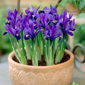 1-150 Blue Magic Dwarf iris bulbs reticulata autumn gardening corm spring flower - Picture 1 of 2